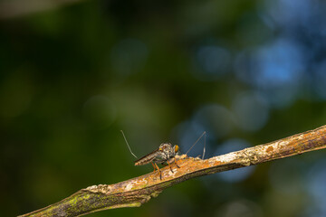predatory insects
predatory insects eating taken at close range
with a very beautiful color background