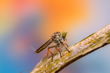 predatory insects
predatory insects eating taken at close range
with a very beautiful color background