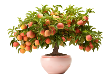 Big Pot of a very big giant peach tree full of peach fruits on a white background PNG