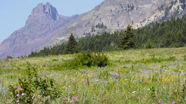 Flowers and trees outside Glacier NP