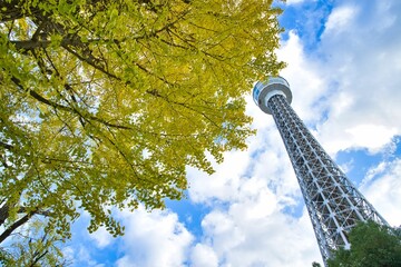 横浜マリンタワーと黄葉したイチョウ2