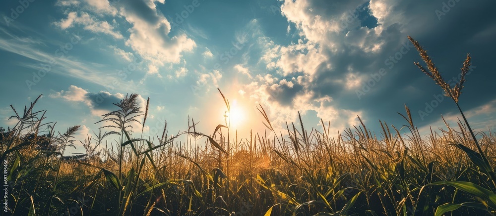 Canvas Prints beautiful sky with sun above corn field, viewed from a low angle.