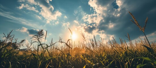 Beautiful sky with sun above corn field, viewed from a low angle.