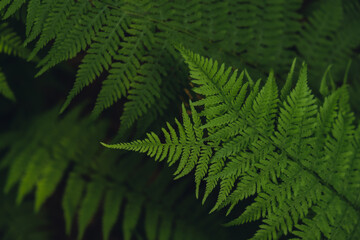 Beautiful fern leaves green foliage natural floral pattern fern background. Wallpaper of forest trees greenery copy space