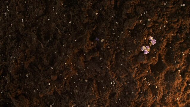 Festive background. Three sprigs of wild lilac flowers brightly lit by light grow out of the ground in turn. Cool view from above. Spring fun footage. Fairy story. Positive emotions. Optical illusion