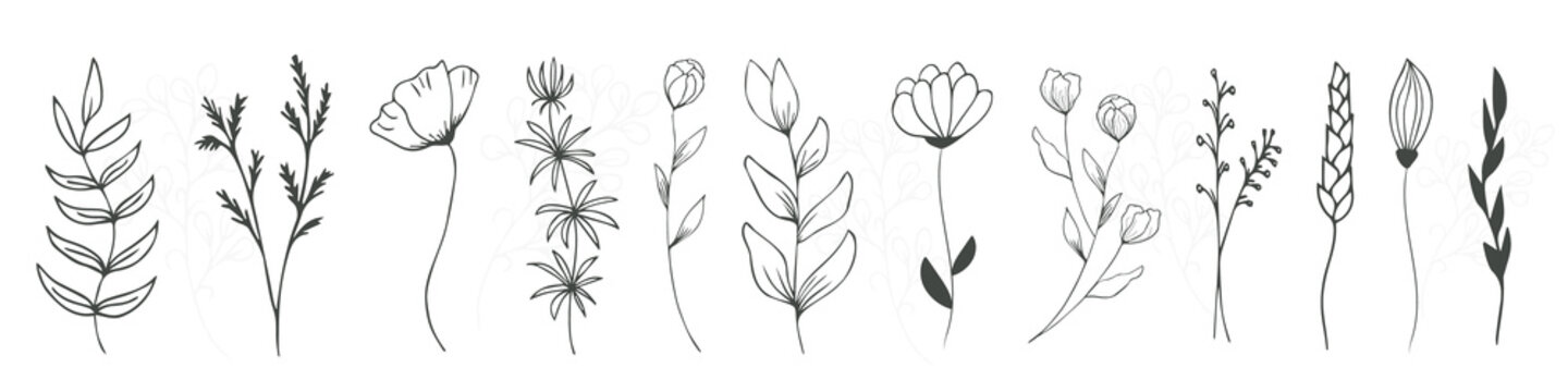 Set of field, forest flowers and leaves, herbal elements of hand drawn wild herbs. For stylized background decor, postcards, print, for editing, for modern original design addition. 