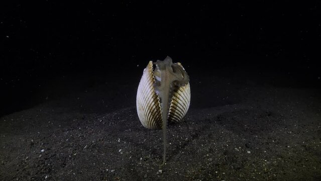 Coconut Octopus - Amphioctopus marginatus is playing with a shell at night. Sea animals of Tulamben, Bali, Indonesia. 4k underwater video.