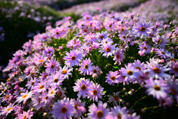 香川県のフラーパーク浦島にて
