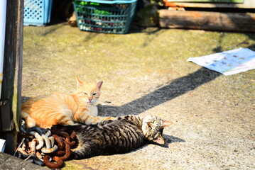 高知の柏島の猫