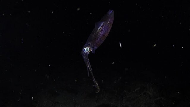 Bigfin Reef Squid - Sepioteuthis lessoniana swimming in the nigth. 4K slow motion underwater video. Night diving in Tulamben, Bali, Indonesia.