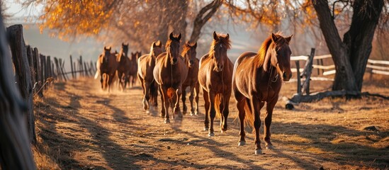 Autumn photo of brown young stallions in corral farm.