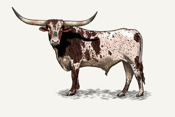 Texas longhorn vector illustration with color - obrazy, fototapety, plakaty