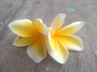 frangipani flower on wood