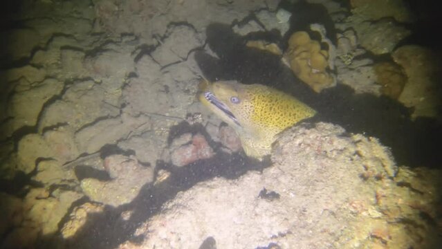 night diving view of a moray ell head out of the hiding gap hole with open mouth threating danger with flash torch light spot on at low visibility sandy bottom with rocks coral reef dirt mud