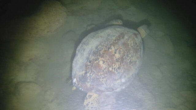 night diving close up view to a sea turtle swimming away being touched flash torch light at low visibility sandy bottom with rocks coral fishes dirt mud light up by torch flash light in Avana passage