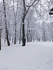 Park is covered with snow on a cloudy and frosty winter day. Beautiful natural background, natural pattern for the cold season.