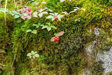赤く熟したゴゼンタチバナの実と苔のコラボシーン