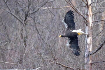 冬枯れの山をバックに悠然と飛ぶオオワシ