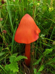 Hygrocybe conica. A red mushroom grows on a thin stalk in the green grass - 697509085