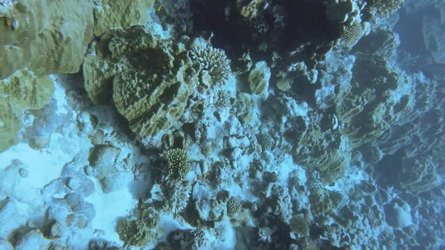 aerial look down view from top to various coral reefs of Pontes lobata Favites palifera Acropora porifera with fishes and sandy floor in blue turquoise underwater world view in pacific Edna's Anchor
