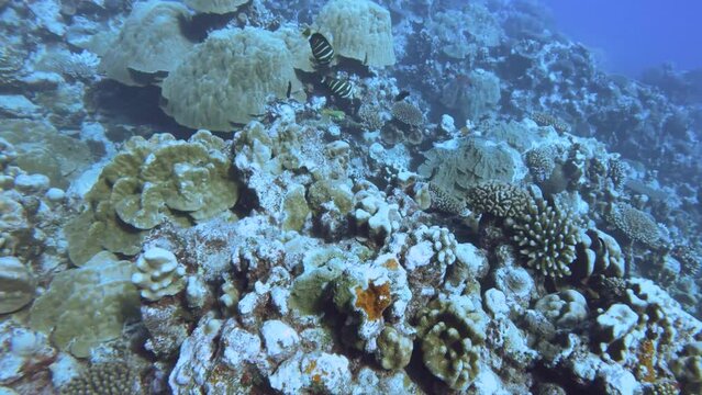 aerial look down view from top to various coral reefs of Pontes lobata Favites palifera Acropora porifera with fishes and sandy floor in blue turquoise underwater world view in pacific Edna's Anchor