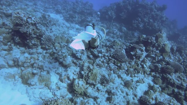 slow motion back behind view of a female woman diver wearing half wet suit with bare lets and fins with scuba diving gear of bcd regulator kicking swimming in blue turquoise underwater ocean world