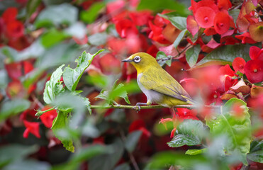 Indian white-eye on red flower. Indian white-eye (Zosterops palpebrosus), formerly the Oriental white-eye, is a small passerine bird in the white-eye family.this photo was taken from Bangladesh.