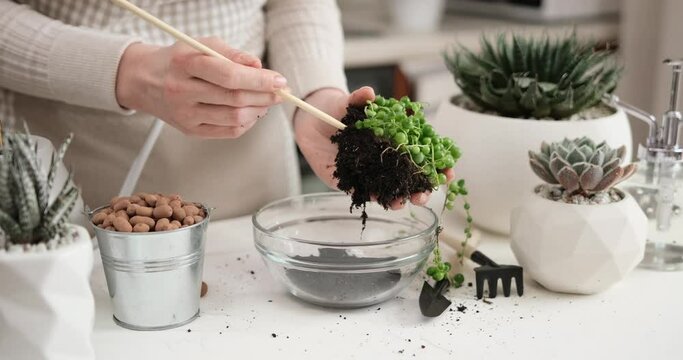 Woman holding rooted Senecio Rowley house Plant