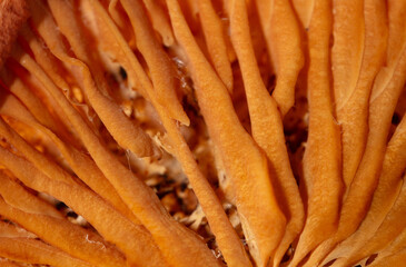 Close up of dry mushroom as background. Macro