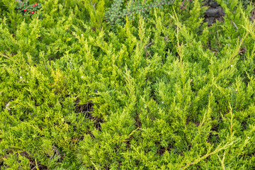 Green young juniper branches close up. Background with juniper branches. sunny day. nature wallpaper.