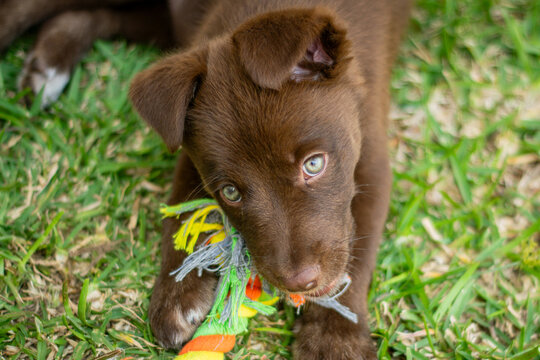 Little puppy playing with a rope