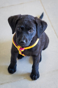 Black labrador puppy paying attention while training wearing a yellow harness