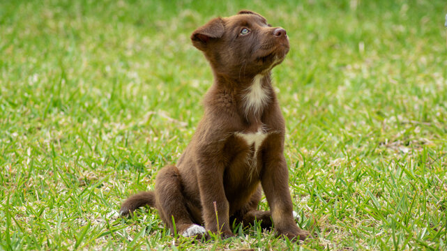 Little brown puppy paying attention while training