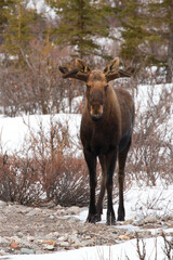 Male bull moose standing during spring in Denali National Park in Alaska United States