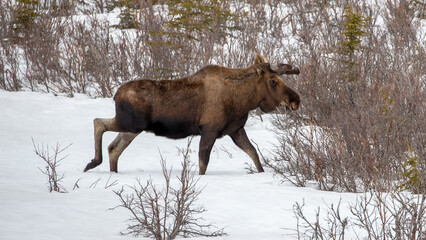 Male bull moose walking through snow in Denali National Park in Alaska United States