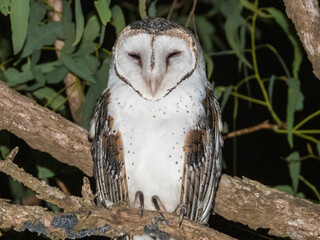 Barn Owl in Queensland Australia