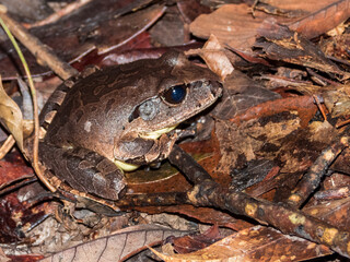 Northern Barred Frog in Queensland Australia