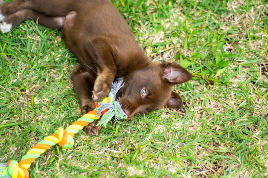 Little brown puppy playing in the grass with a rope toy