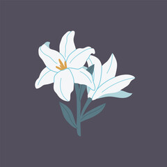 Obraz premium Blooming white lily. A flower growing in a garden or in the wild. Beautiful plant