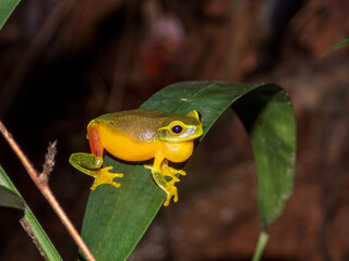 Graceful Tree Frog in Queensland Australia