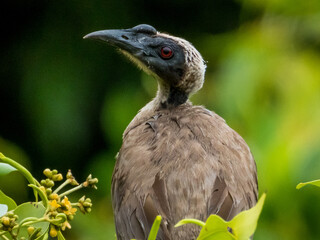 Helmeted Friarbird in Queensland Australia