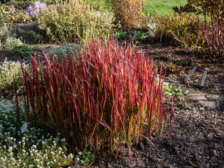 A Japanese bloodgrass cultivar (Imperata cylindrica) Red Baron with red and green leaves grown as an ornamental plant in the garden
