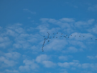 Migratory birds in flocks flying high in sky in V-shaped or triangle formation, making journey between their summer breeding and wintering grounds