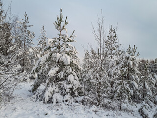 Winter scenery. Big trees and bushes completely covered with large amount of snow in a forest on a gloomy day with grey sky in background