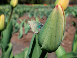 Macro of the green hairstreak (Callophrys rubi) sitting on a closed tulip bud with closed wings...