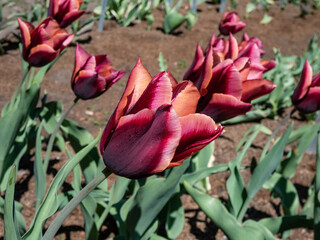 Unique tulip 'Slawa' blooming with dark red flower that has a pink edge with an orange glow which fades to silver-white as the flower matures