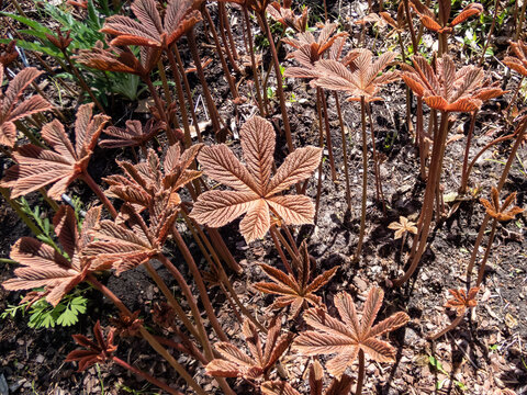 Rodgersia purdomii growing in the garden with handsome, attractively tinted red and brown leaves that are palmately divided