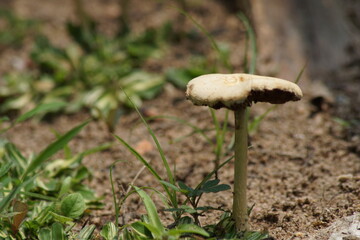 A close-up shot of mushrooms in the forest