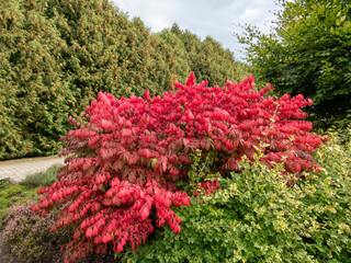 Beautiful, colorful - pink and red leaves of popular ornamental plant winged spindle, winged...