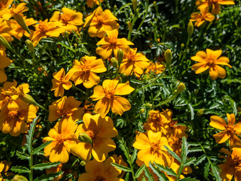Signet Marigold (Tagetes tenuifolia) 'Luna Orange' flowering with small, abundant richly colored blossoms which generously cover lacy foliage in garden